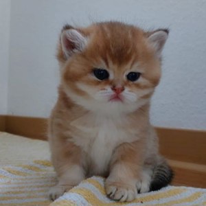 Wunderschöne BKH Britisch Kurzhaar Kitten Bild 1