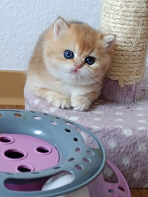 Wunderschöne BKH Britisch Kurzhaar Kitten Bild 3