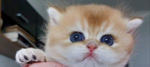 Wunderschöne BKH Britisch Kurzhaar Kitten Bild 5