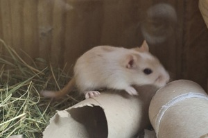 Rennmäuse Gerbils