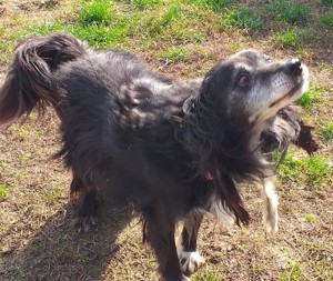 *GUGO* Der Hundesenior ist lieb,aktiv, neugierig, aber Fremden gegenüber immer noch misstrauisch