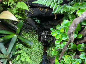Regenwaldterrarium komplett eingerichtet Bild 3