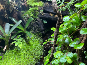 Regenwaldterrarium komplett eingerichtet Bild 2