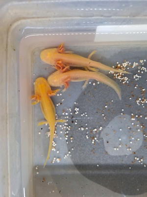 Axolotl Goldalbinos