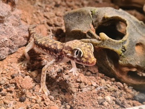 1.0 Stenodactylus petrii 