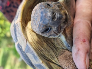 Landschildkröten  Testudo hermanni boettgeri