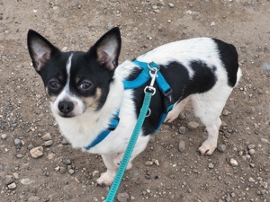 Hübscher Chihuahua Deckrüde Bild 1