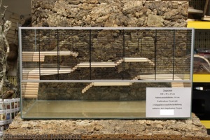 Junge Chinesische Streifenhamster Bild 8