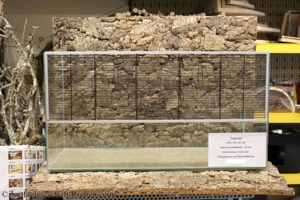 Junge Chinesische Streifenhamster Bild 9