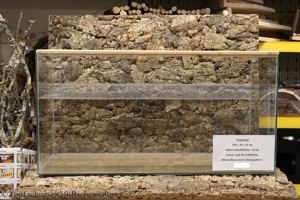 Junge Chinesische Streifenhamster Bild 10