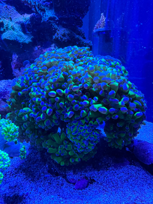 Korallen SPS LPS Bild 8
