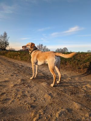 Vizsla-Labrador (Vizslador) Deckrüde  Bild 3