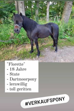 Dartmoor Pony Stute Florette Bild 1