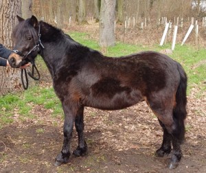 Dartmoor Pony Hengst Hercules Bild 2