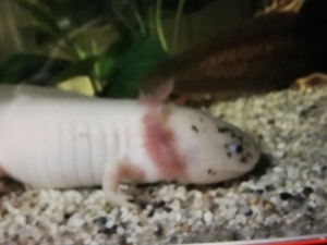 Axolotl abzugeben  Bild 3