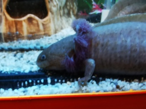 Axolotl abzugeben  Bild 5