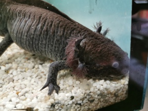 Axolotl abzugeben  Bild 1
