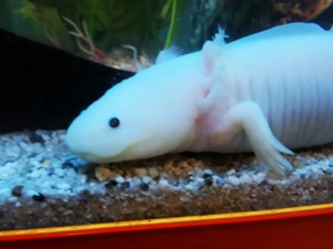 Axolotl abzugeben  Bild 7