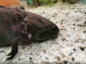 Axolotl abzugeben  Bild 2