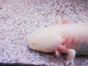 Axolotl abzugeben  Bild 6