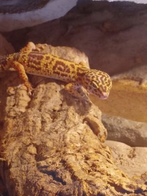 Verkaufe 6 Weibliche Leopardgeckos mit Terrarium Bild 2