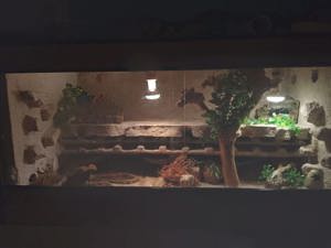 Verkaufe 6 Weibliche Leopardgeckos mit Terrarium Bild 1