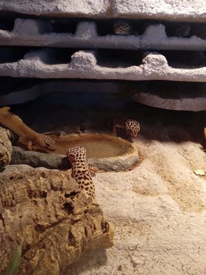 Verkaufe 6 Weibliche Leopardgeckos mit Terrarium Bild 6