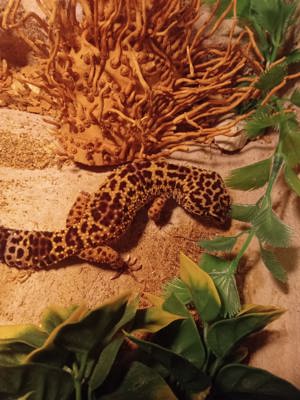 Verkaufe 6 Weibliche Leopardgeckos mit Terrarium Bild 7