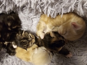 5 wunderschöne maine coon kitten suchen ihren Dosenöffner  Bild 8