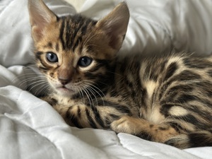  Bengal Kitten  Bild 4