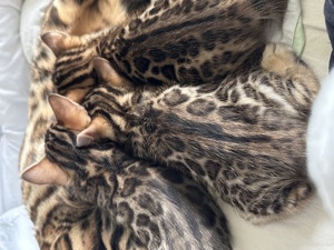  Bengal Kitten  Bild 5