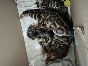  Bengal Kitten  Bild 8