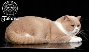 Wunderschöne BKH Deckkater cream white und black golden shell 