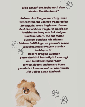 Pomeranian Zwergspitz Welpen Deutsche Hobbyzucht Bild 2