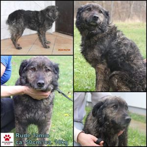 Tamio kroatischer Schäferhund Mischlingsrüde Mischling Rüde Junghund sucht Zuhause oder Pflegestelle Bild 1