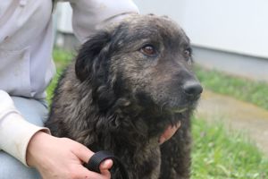 Tamio kroatischer Schäferhund Mischlingsrüde Mischling Rüde Junghund sucht Zuhause oder Pflegestelle Bild 7