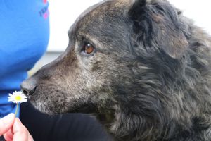Tamio kroatischer Schäferhund Mischlingsrüde Mischling Rüde Junghund sucht Zuhause oder Pflegestelle Bild 3