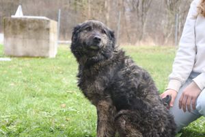 Tamio kroatischer Schäferhund Mischlingsrüde Mischling Rüde Junghund sucht Zuhause oder Pflegestelle Bild 6