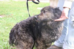 Tamio kroatischer Schäferhund Mischlingsrüde Mischling Rüde Junghund sucht Zuhause oder Pflegestelle Bild 10
