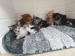 Maine Coon Kätzchen Baby Kitten Katerchen suchen ein Zuhause, Tabby  Bild 8