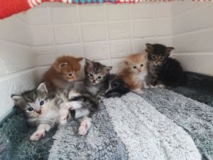 Maine Coon Kätzchen Baby Kitten Katerchen suchen ein Zuhause, Tabby  Bild 7