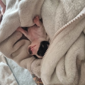 Chihuahua-Welpen suchen ein Zuhause  Bild 7