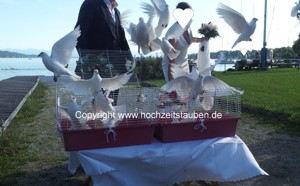 weisse Hochzeitstauben München und Umgebung zu vermieten Bild 2
