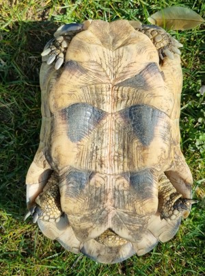 Adulte Testudo Marginata Weissingeri Schildkröten Männchen - TMW NZ 2007+ 2012 mit EU-Bescheinigung  Bild 5