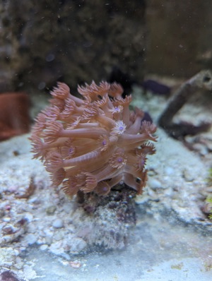 Korallenableger Bild 3