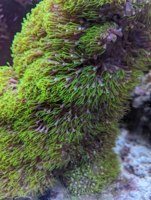Korallenableger Bild 4