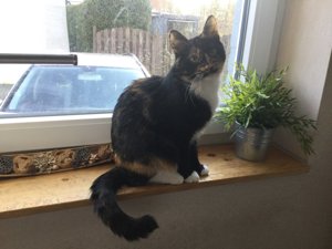 Katze Miss Sophie such ein liebevolles Zuhause Bild 3