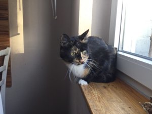 Katze Miss Sophie such ein liebevolles Zuhause Bild 1