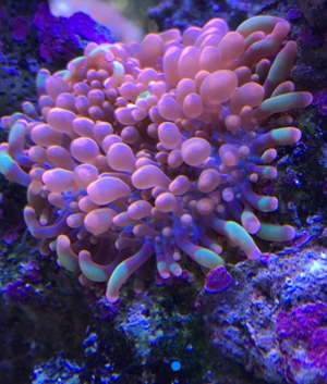 Koralle Ricordea floridae Stück 36  Scheibenanemone