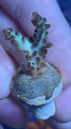 Korallenableger abzugeben Bild 3